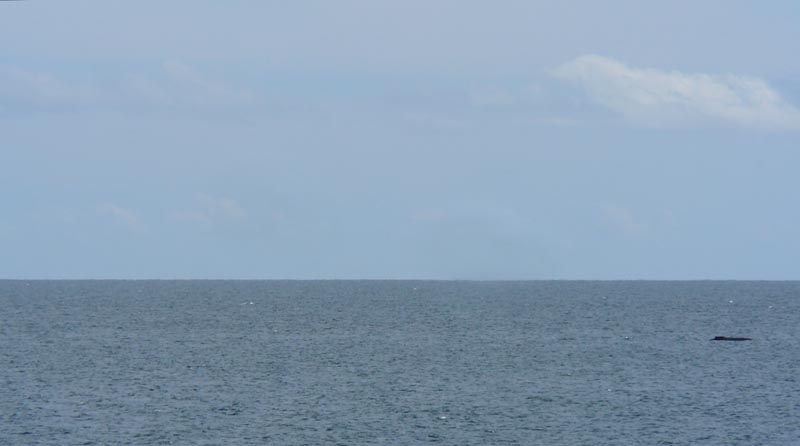 P1100988