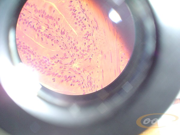 intestino.delgado.rana.I