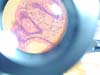 intestino grueso.rana.I
