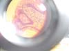 intestino grueso.rana