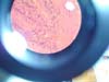 intestino.delgado.rana