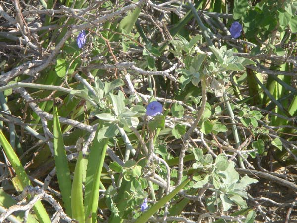 DSC00657