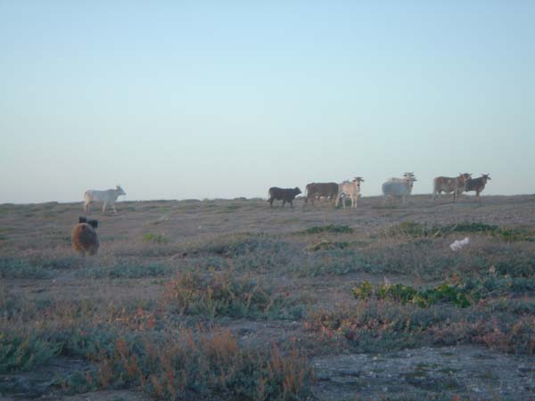 DSC00766