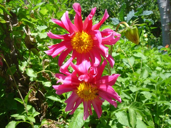 DSC00870