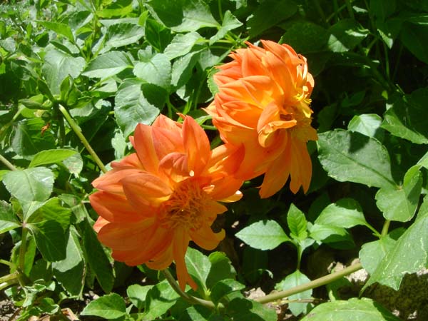 DSC00872