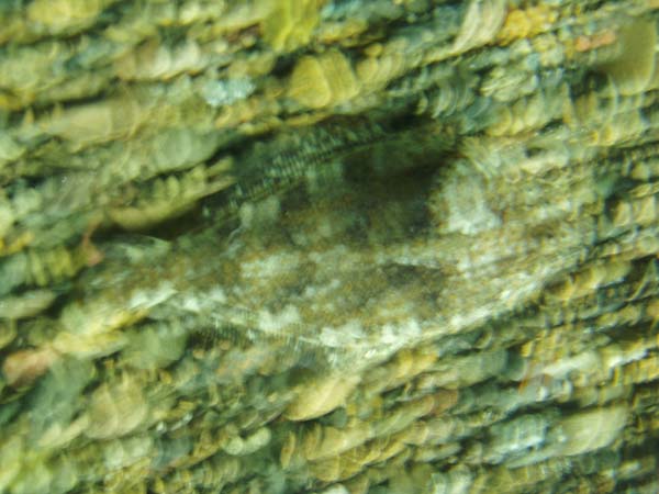 063004c 077
