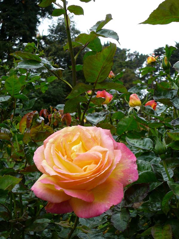 P1060025