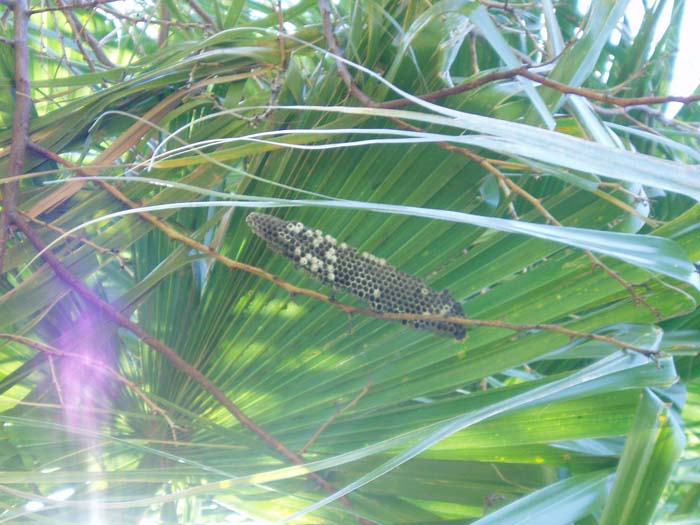 practica de campo eco#0040