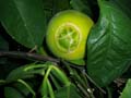 practica de campo eco#0032