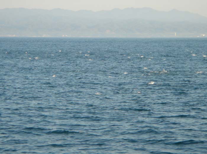 DSC03464