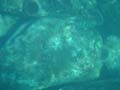 DSC03667_1