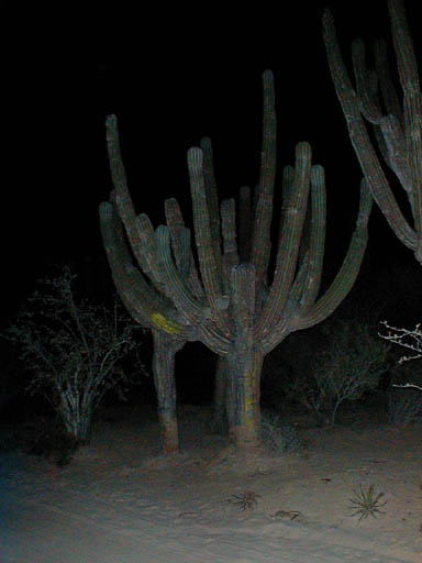 P1010020